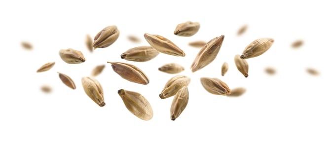 barley-malt-grains-levitate-white-background